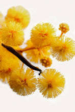 Carica l'immagine nel visualizzatore di Gallery, Acacia Headspace